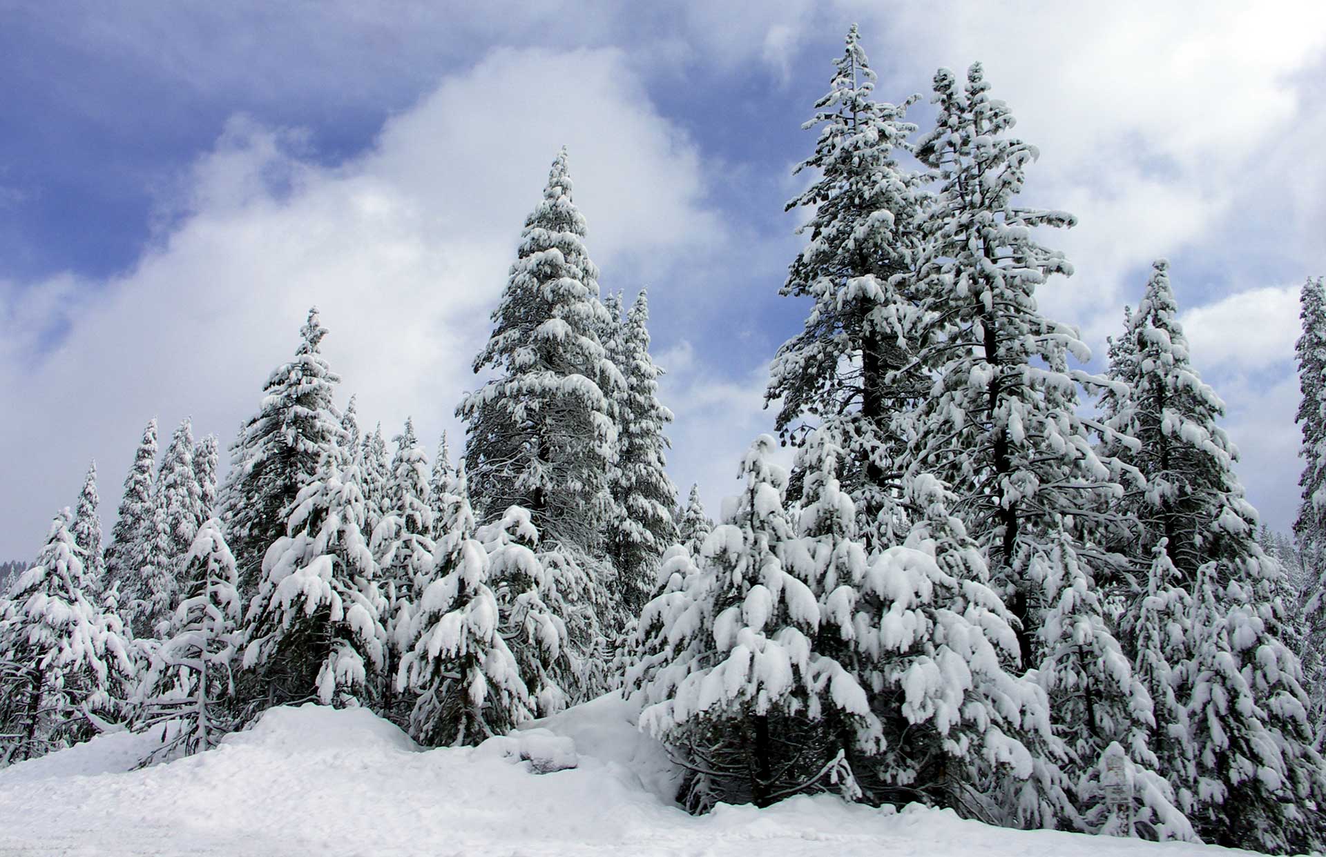 beauty_snowytrees